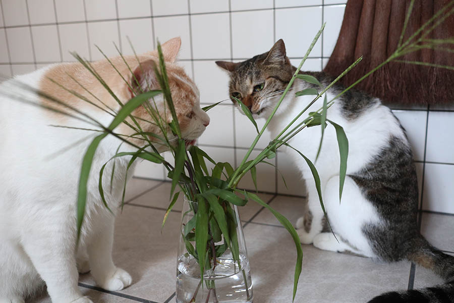 猫に猫草は必要なの 草を食べることで逆に吐くならngなの