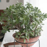 【カネノナルキ】葉が黒く霜枯れした後、その後は元気いっぱい成長中