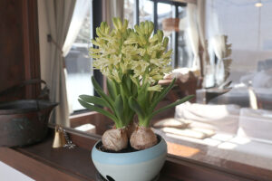 【新潟・初春の草花】雪国の庭で一番早く開花する草花の種類や時期