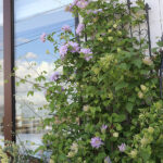 【クレマチス(八重咲き):天空】薄紫の花がたくさん開花(5月~6月頃)