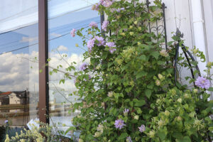 【クレマチス(八重咲き)：天空】薄紫の花がたくさん開花(5月～6月頃)