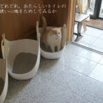 【猫のトイレ問題】深型トイレでもおしっこが飛び越える(困)解消です!