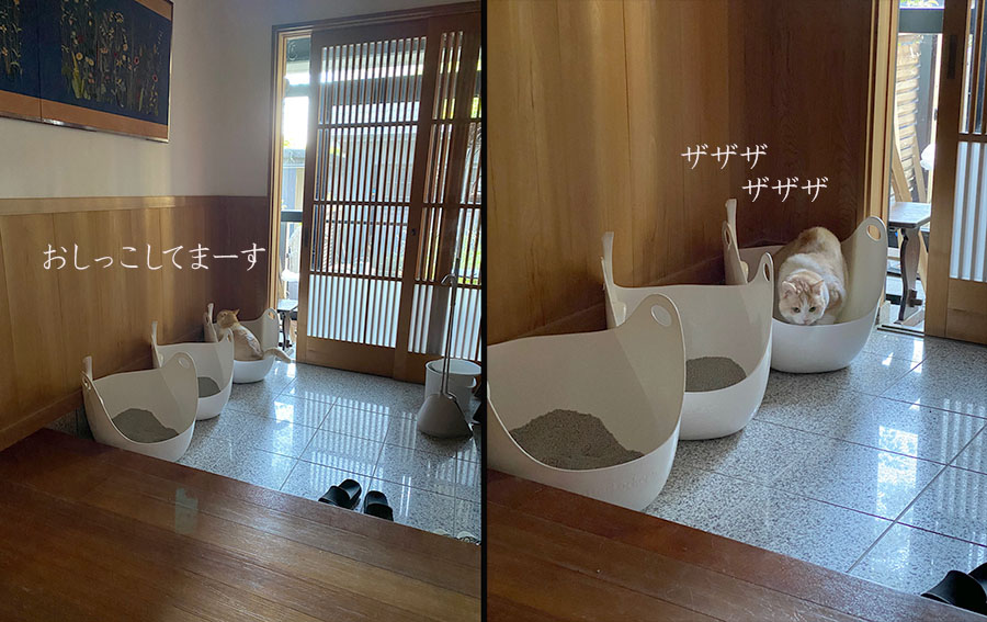 猫　トイレの場外へオシッコが飛び散る　解消 ブログ