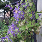 【クレマチス】サムシングブルー品種は開花が長い！？6月7月8月9月