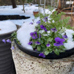 【雪国地方】1月の大寒・真冬でも咲く花があります(真冬に開花する植物)