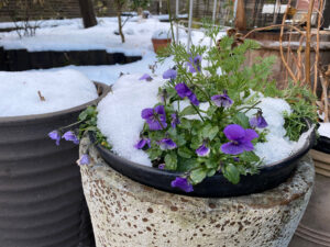【雪国地方】1月の大寒・真冬でも咲く花があります(真冬に開花する植物)